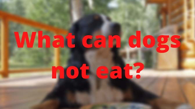 What can dogs not eat?